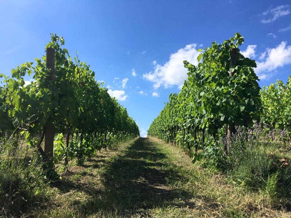 Tenuta La Viola — foto 7
