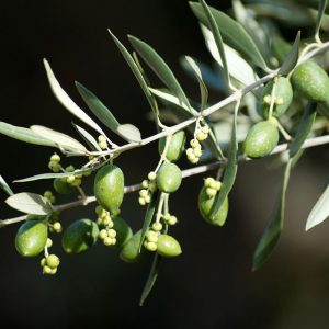 Olio